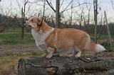 CORGI PEMBROKE 1423